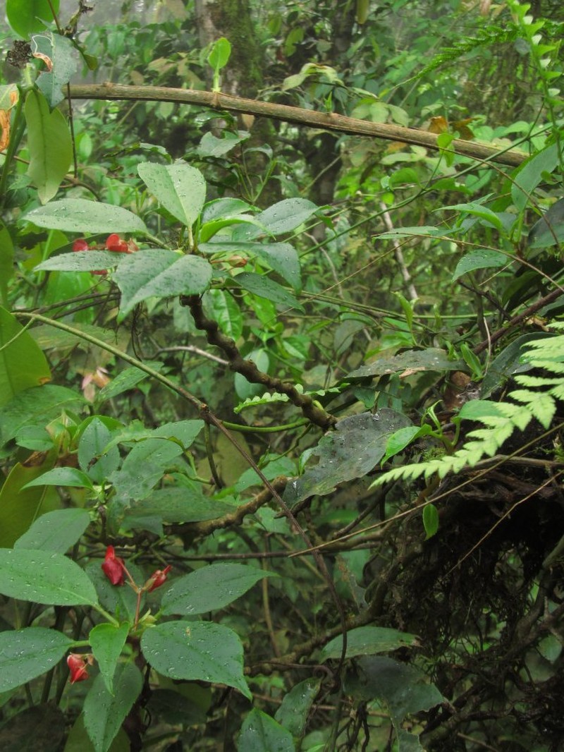 Impatiens etindensis