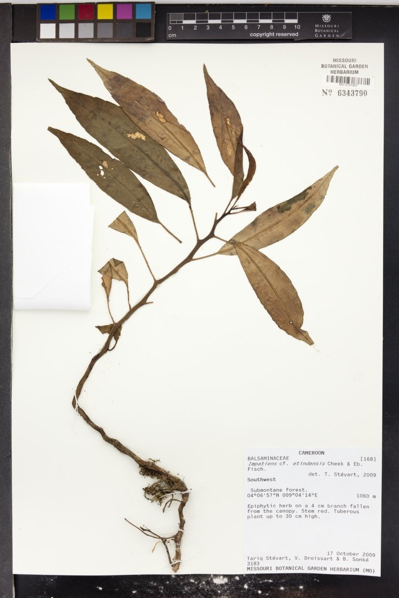 Impatiens etindensis photo 2