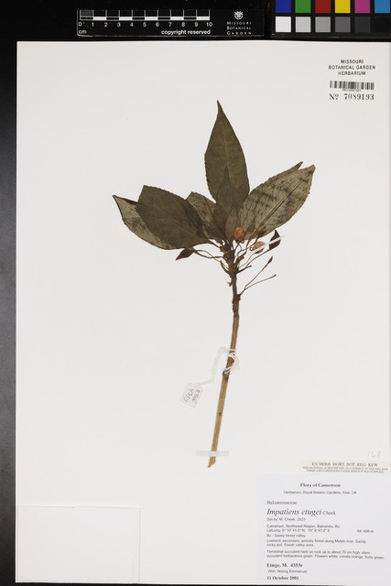 Impatiens etugei