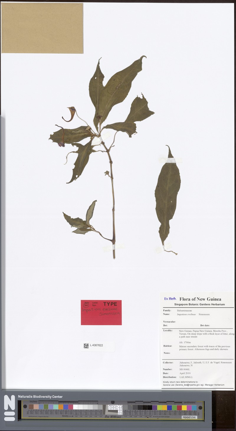 Impatiens evelinae