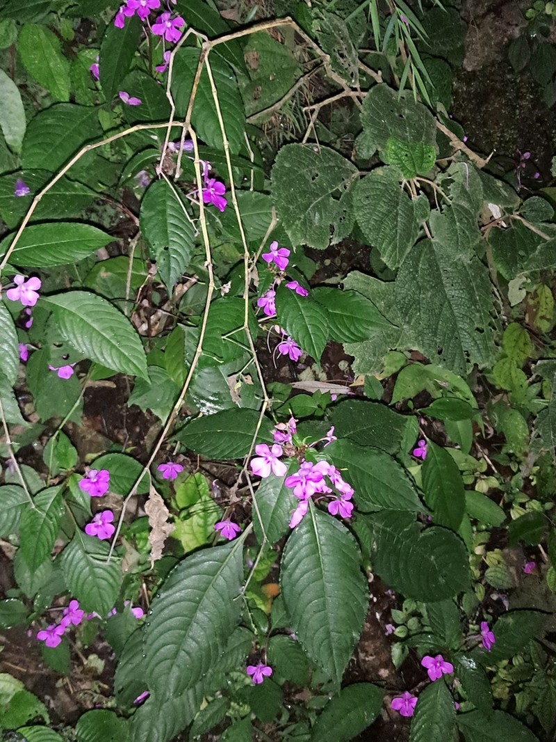 Impatiens exilis