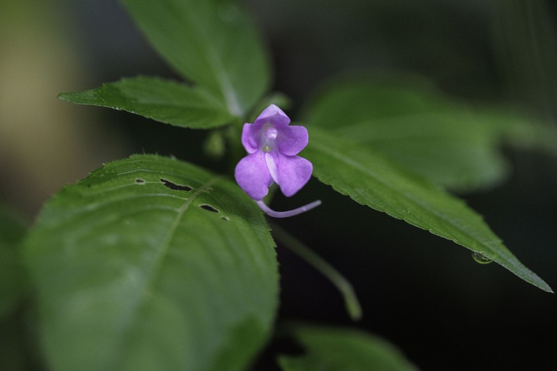 Impatiens exilis photo 2