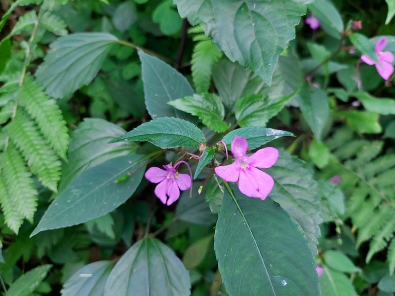 Impatiens exilis photo 3