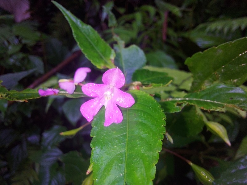 Impatiens exilis photo 4