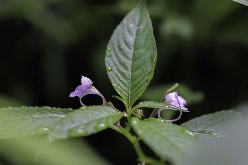 Impatiens exilis photo 5