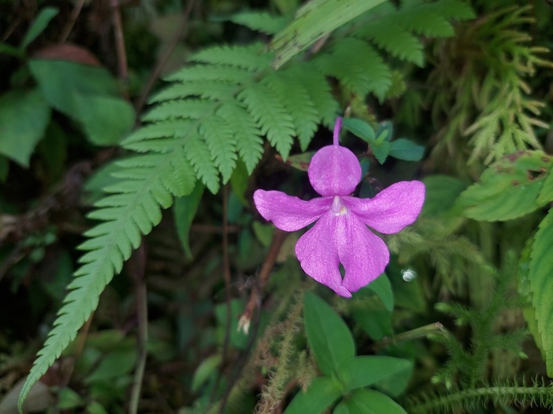 Impatiens exilis photo 6