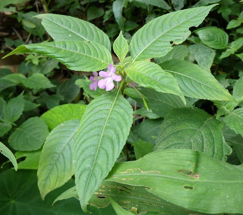 Impatiens exilis photo 7