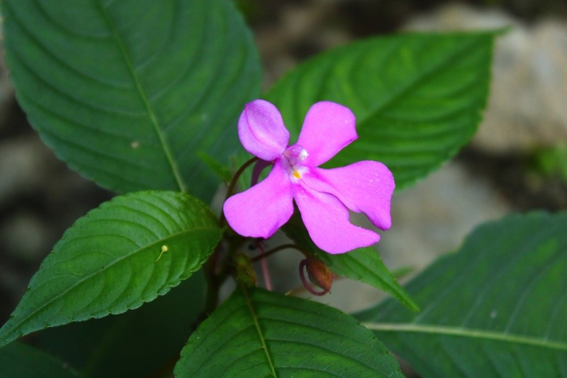 Impatiens exilis photo 8