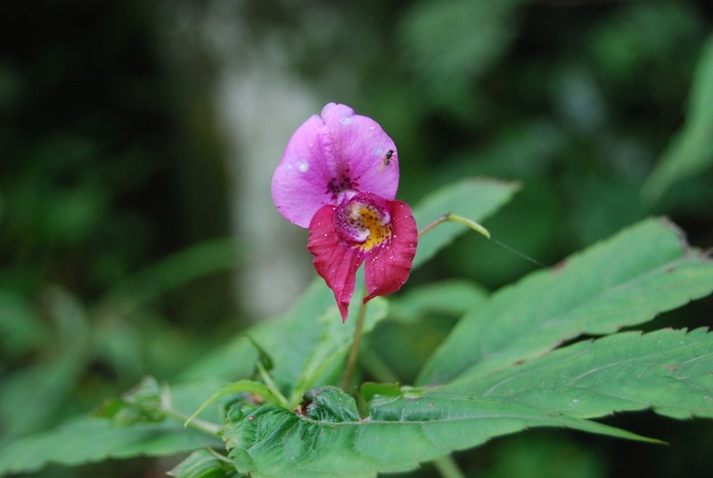 Impatiens faberi