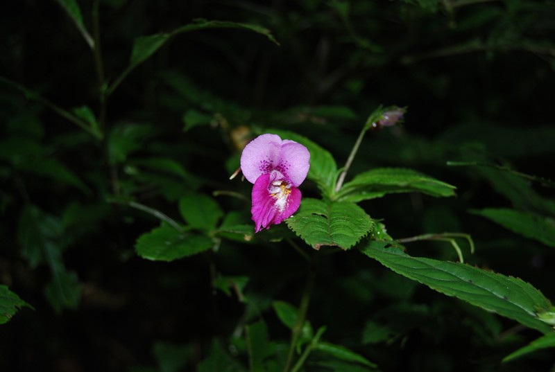 Impatiens faberi photo 2