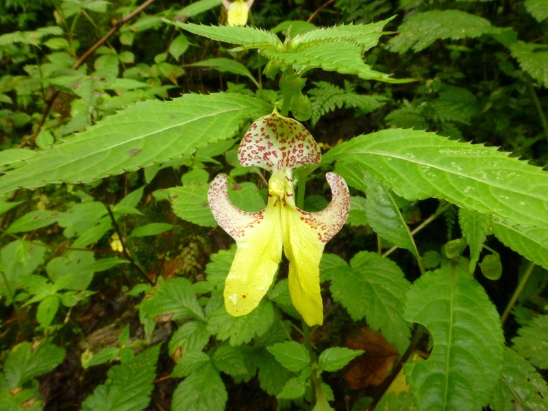 Impatiens falcifera