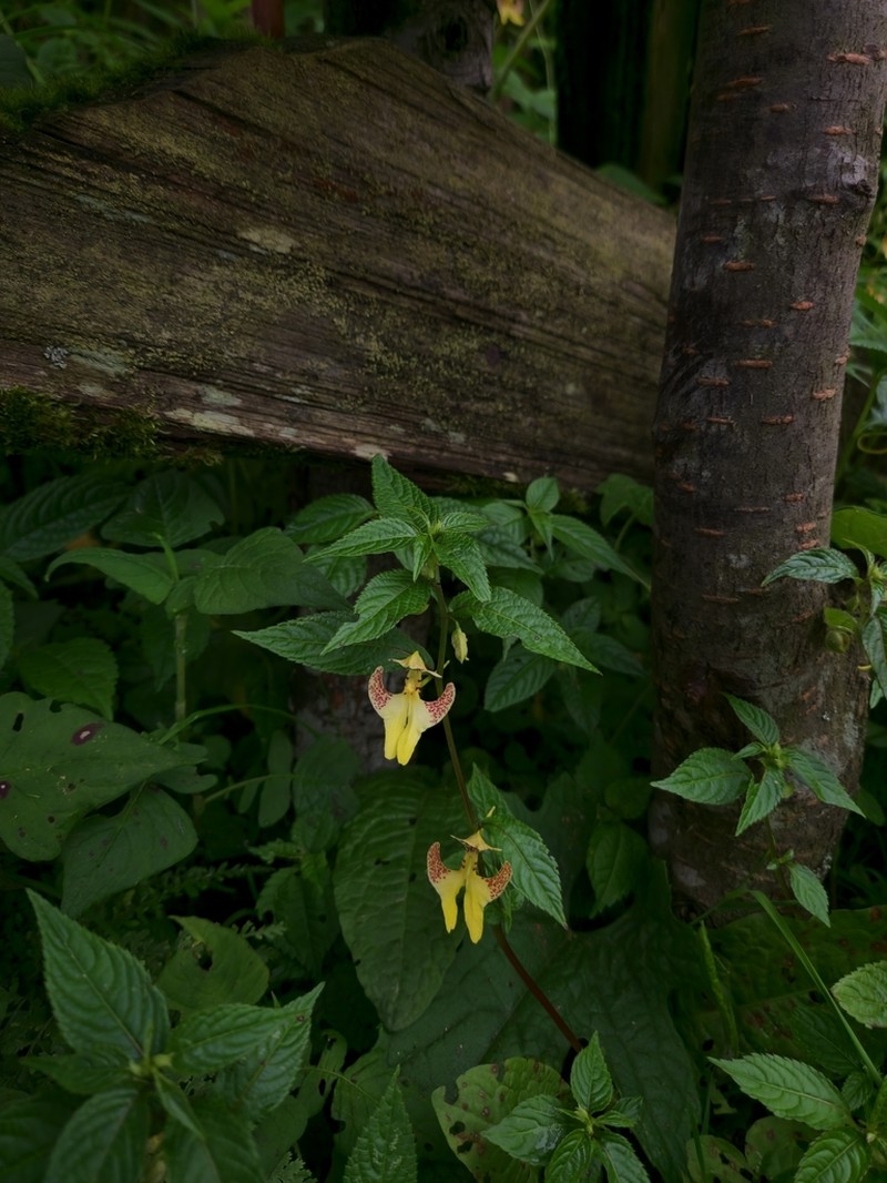 Impatiens falcifera photo 2