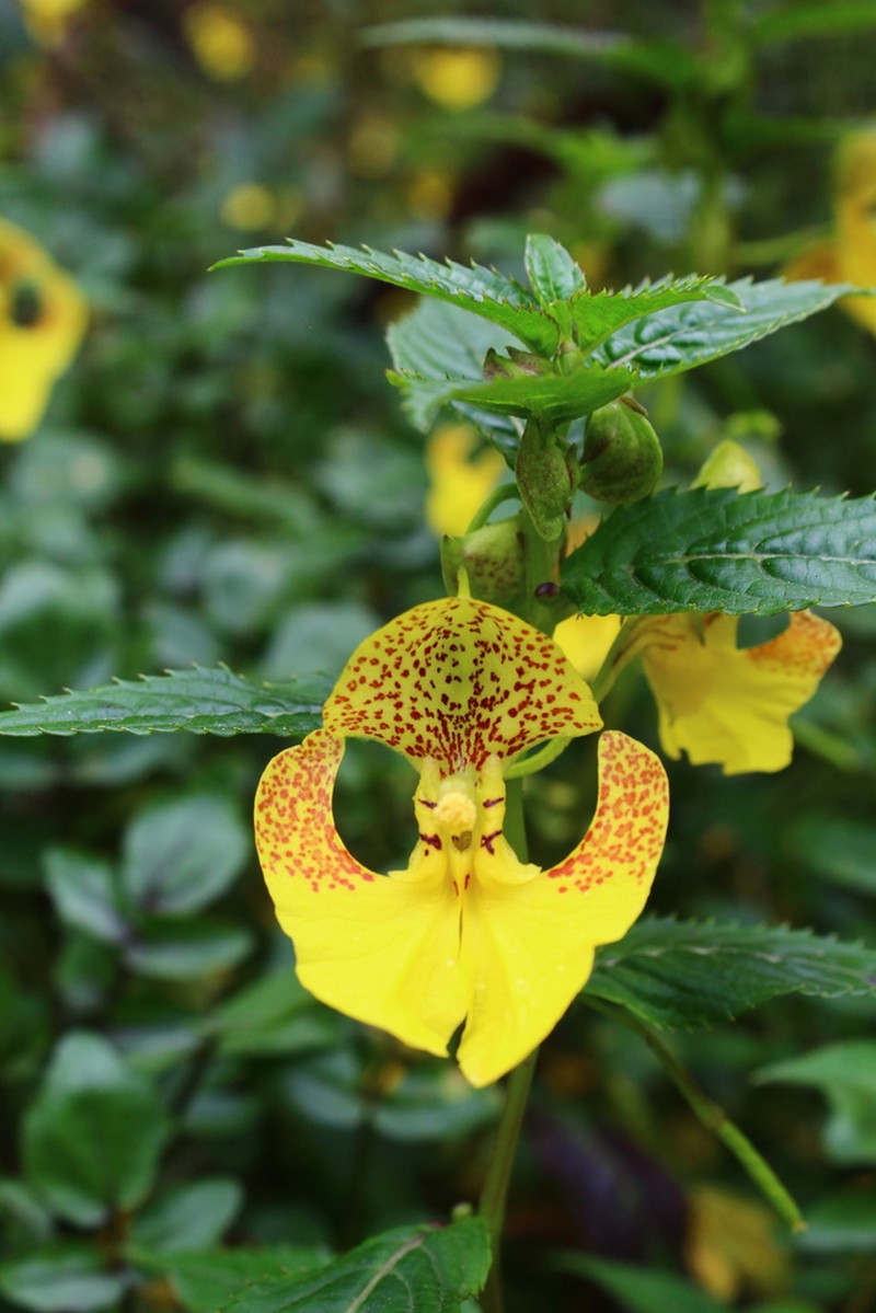 Impatiens falcifera photo 3