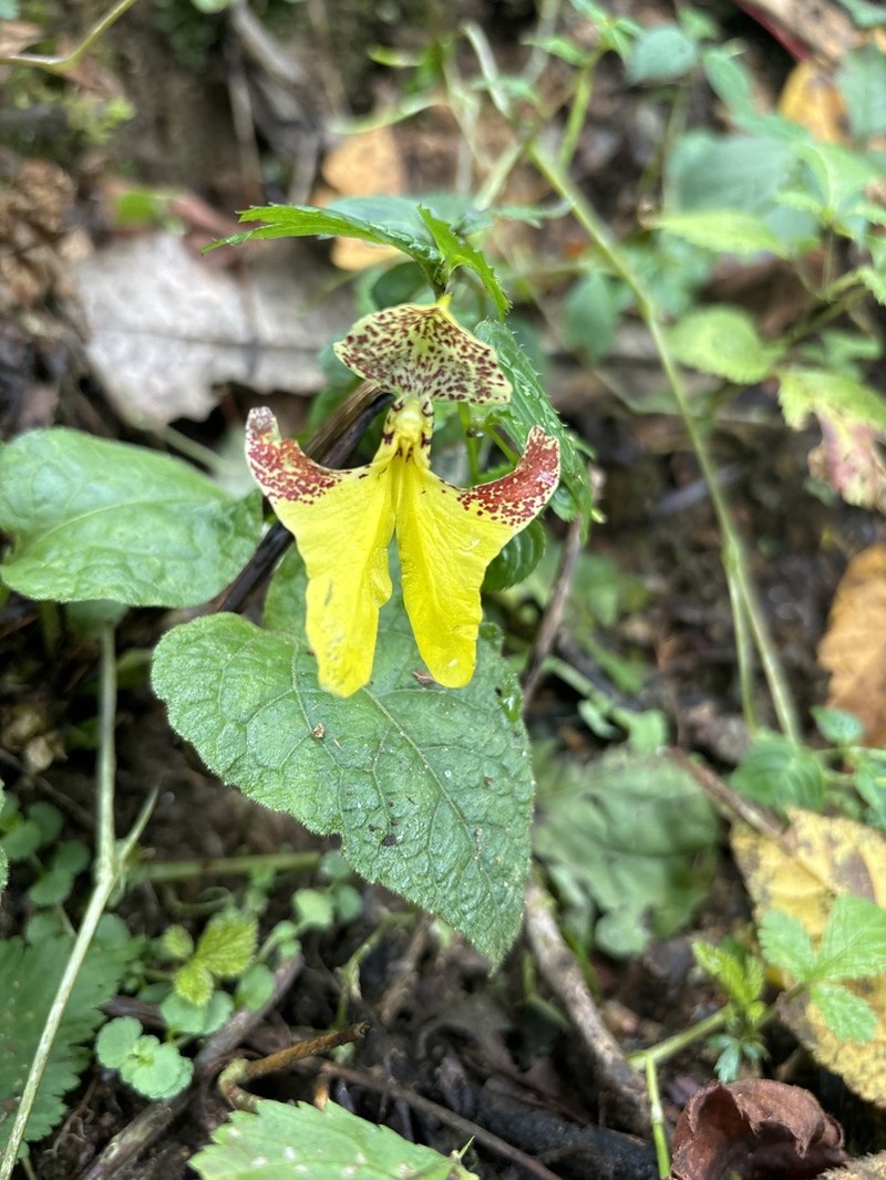 Impatiens falcifera photo 4