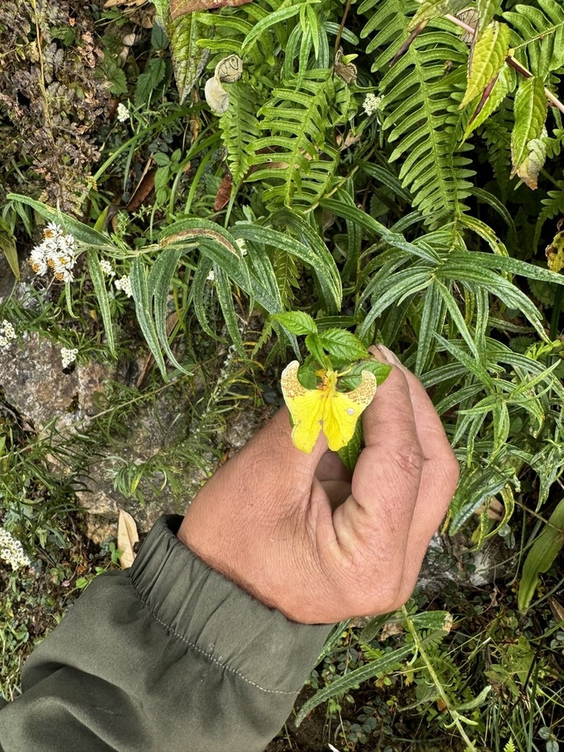 Impatiens falcifera photo 5