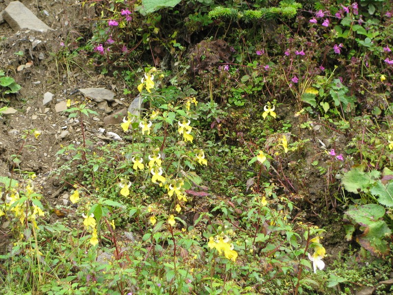 Impatiens falcifera photo 6