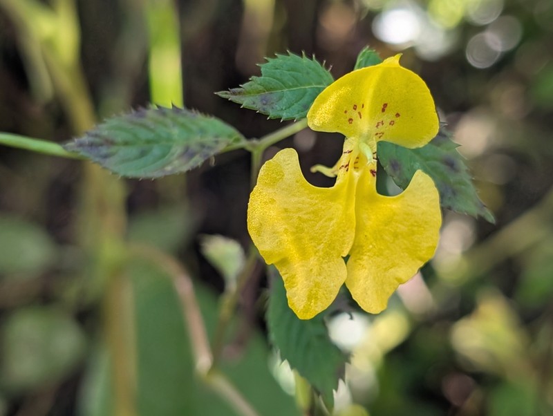 Impatiens falcifera photo 7