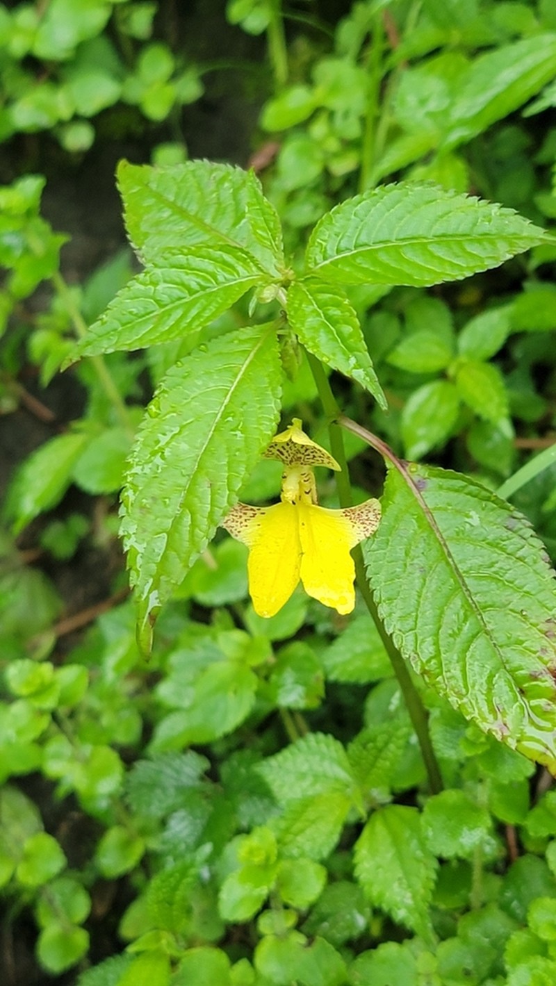 Impatiens falcifera photo 8