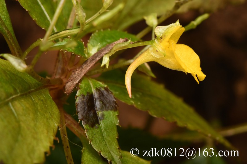 Impatiens fargesii