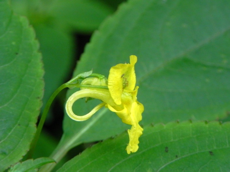 Impatiens fargesii photo 2