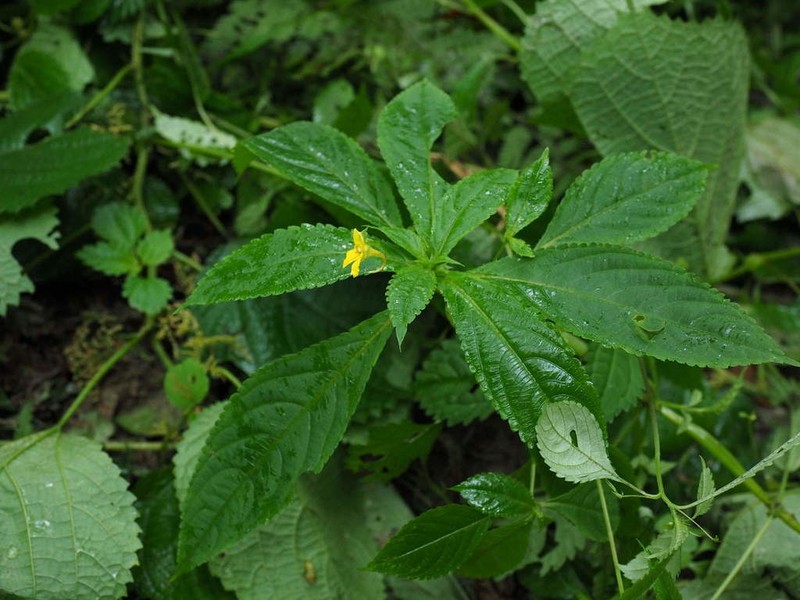 Impatiens fargesii photo 3