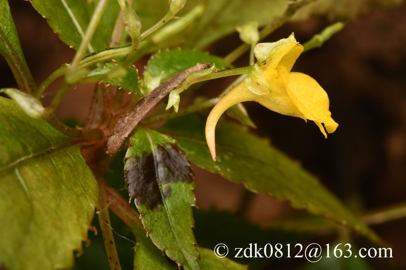 Impatiens fargesii photo 4