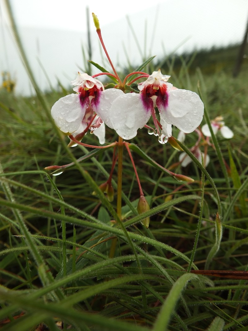 Impatiens fasciculata photo 2