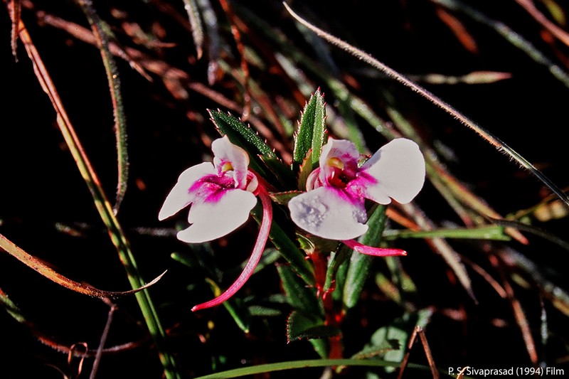 Impatiens fasciculata photo 3