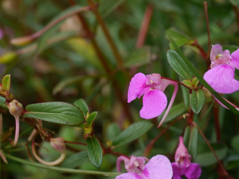 Impatiens fasciculata photo 4