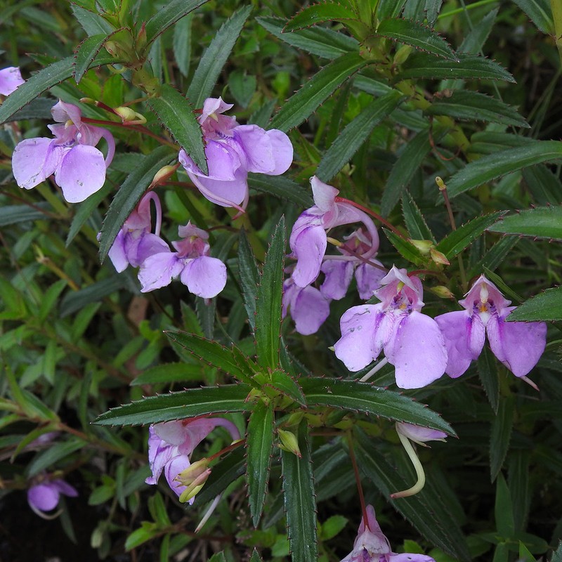 Impatiens fasciculata photo 5
