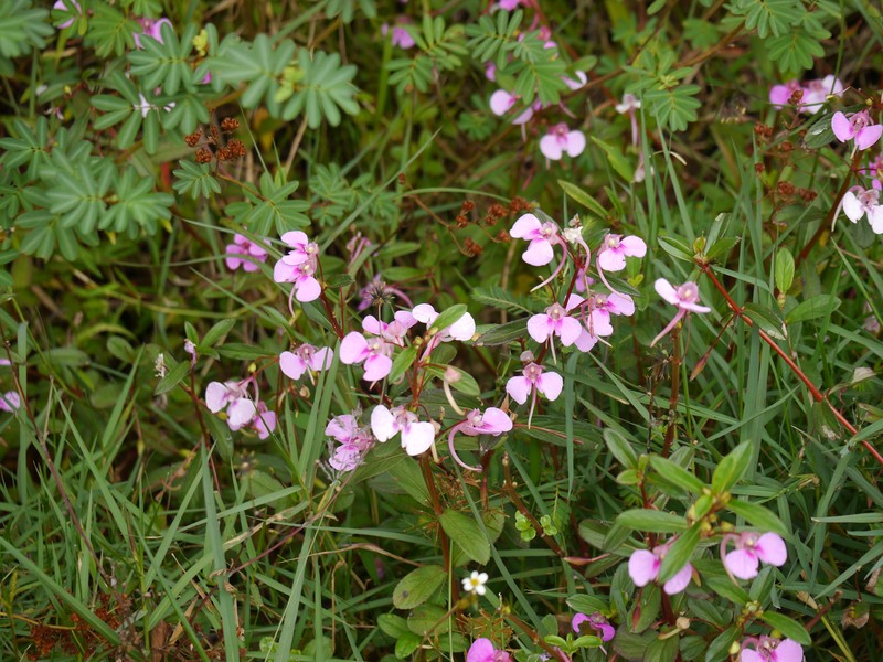 Impatiens fasciculata
