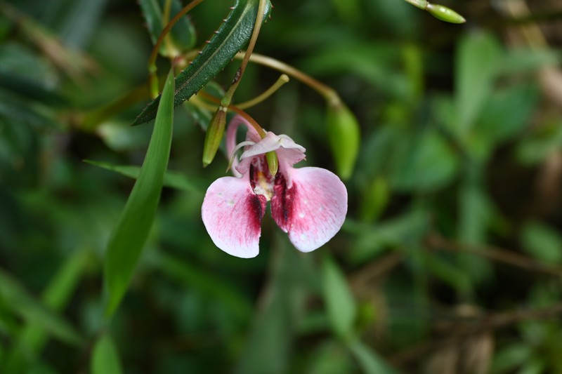 Impatiens fasciculata photo 7