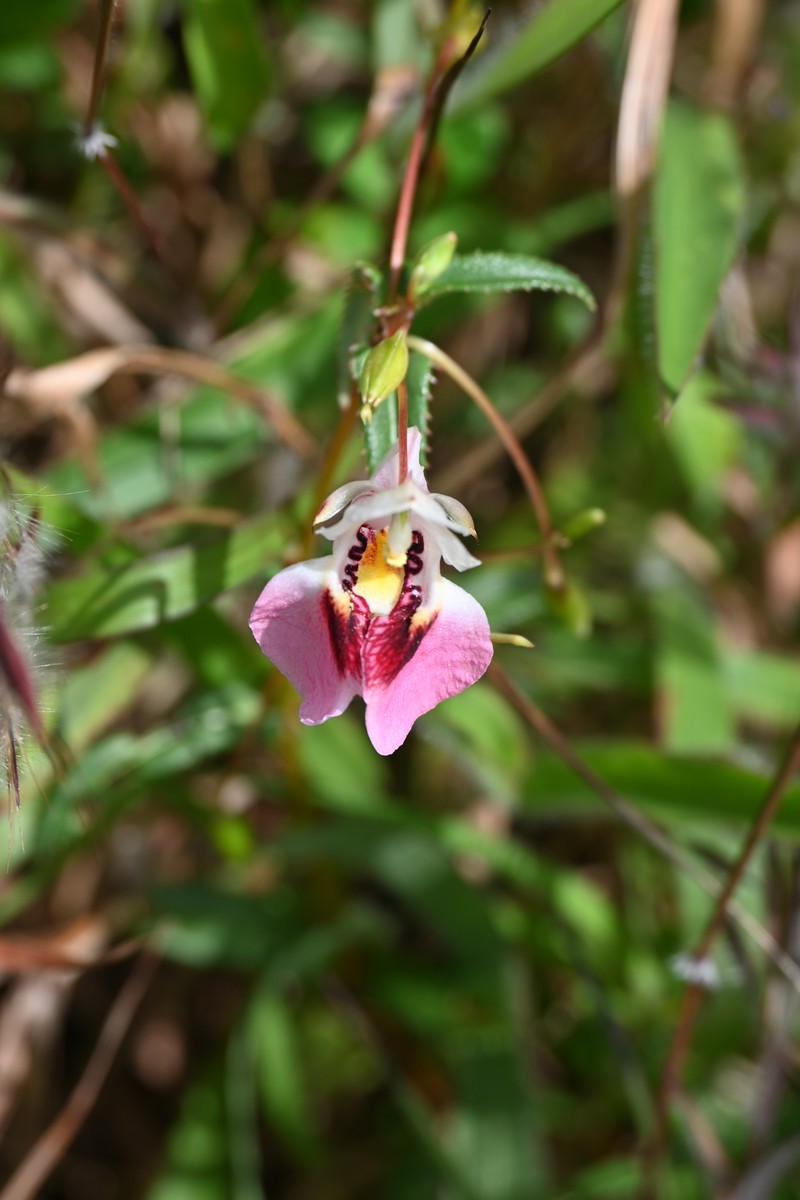 Impatiens fasciculata photo 8
