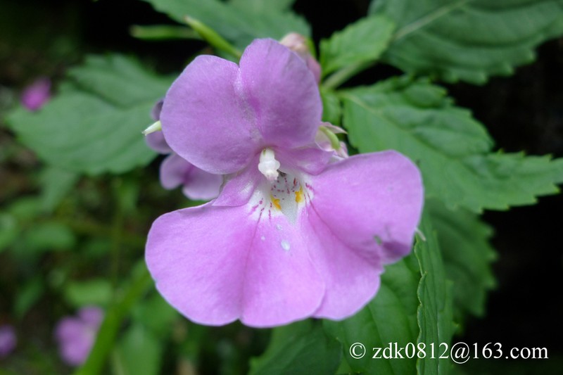 Impatiens fenghwaiana
