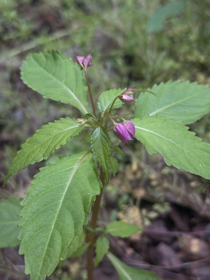 Impatiens fenghwaiana photo 2