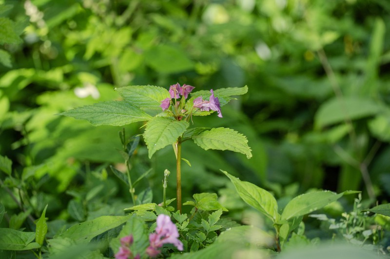 Impatiens fenghwaiana photo 3