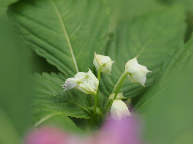 Impatiens fenghwaiana photo 4