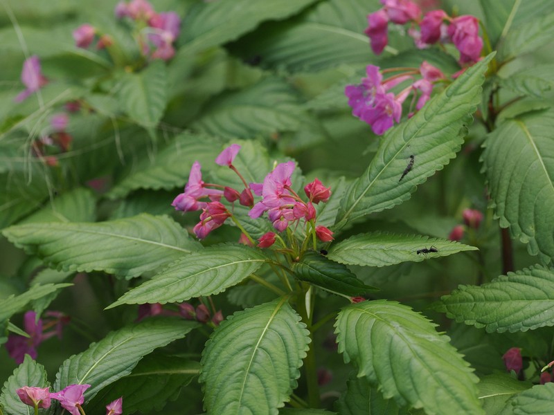 Impatiens fenghwaiana photo 5