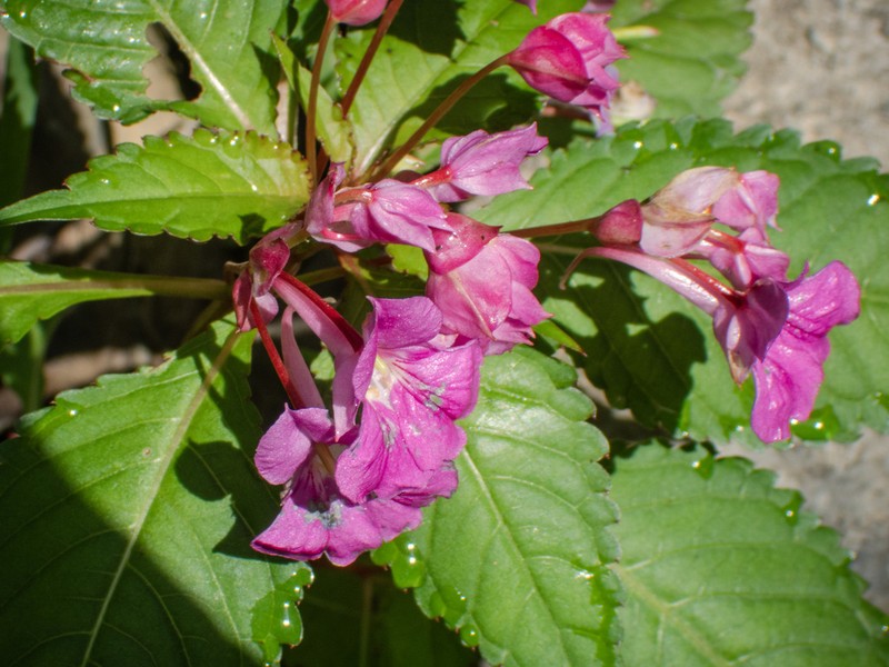 Impatiens fenghwaiana photo 6