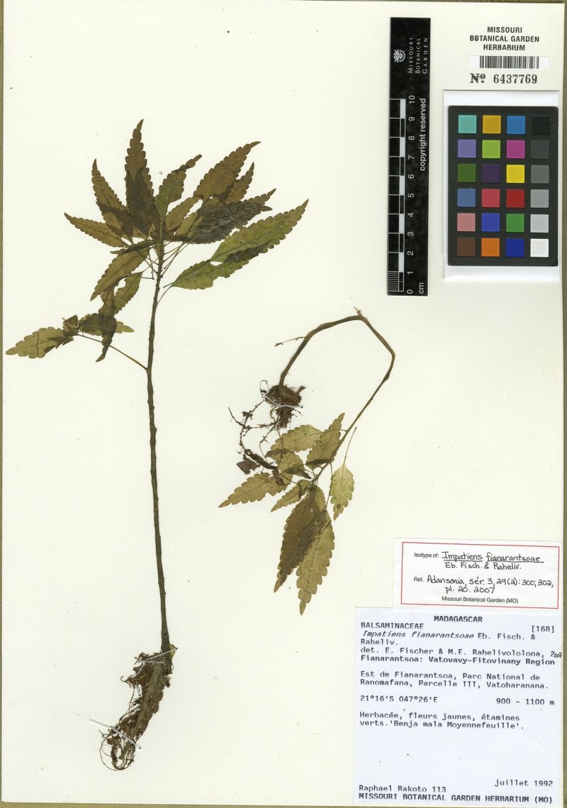 Impatiens fianarantsoae