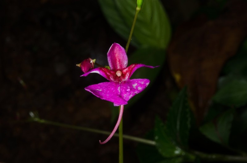 Impatiens filicornu