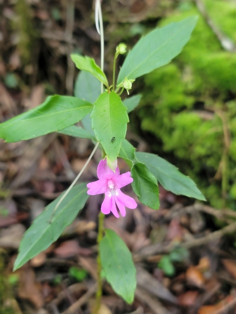 Impatiens firmula