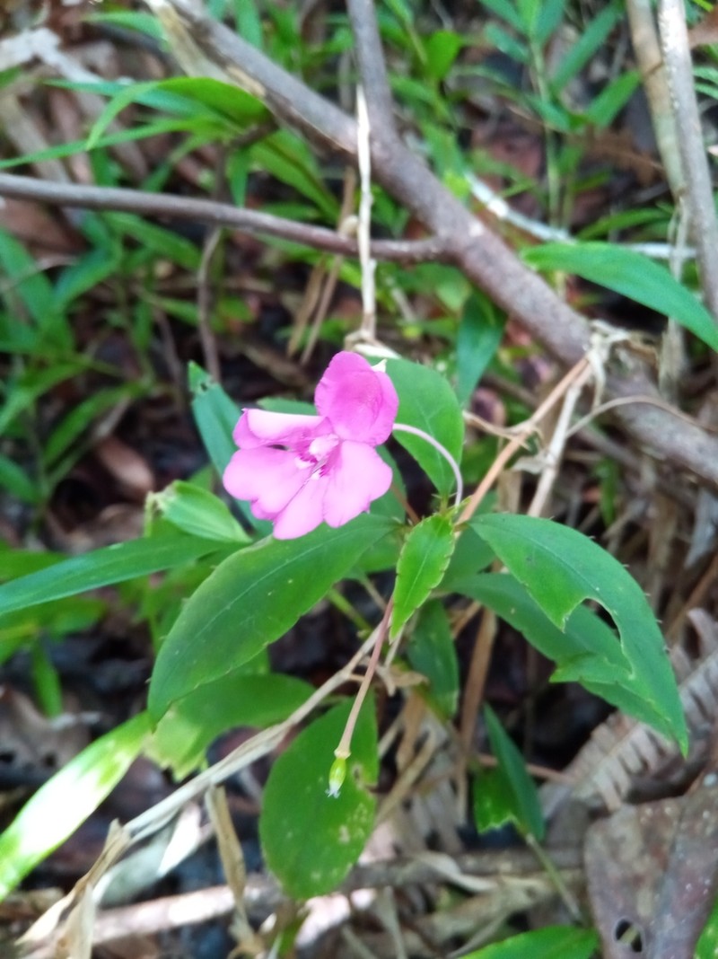 Impatiens firmula photo 2