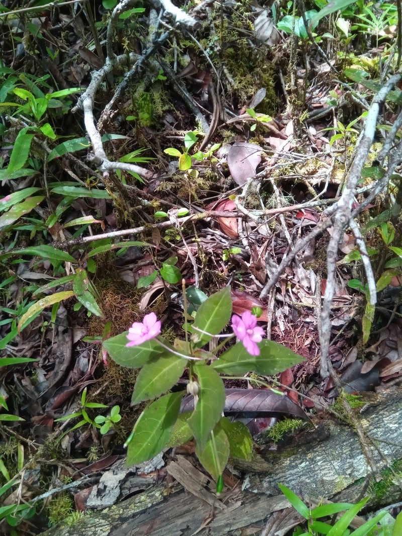 Impatiens firmula photo 3