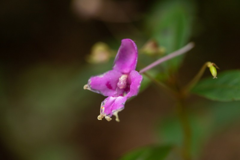 Impatiens firmula photo 4