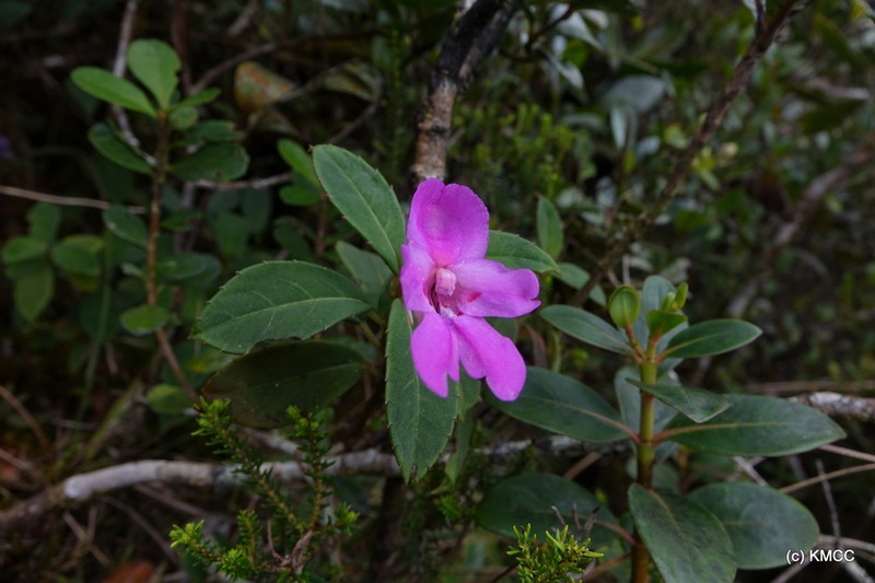 Impatiens firmula photo 5
