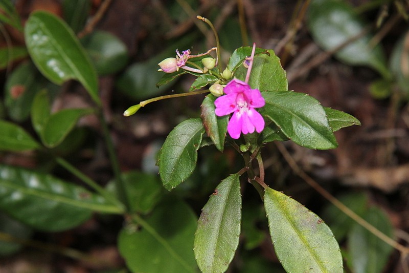 Impatiens firmula photo 6