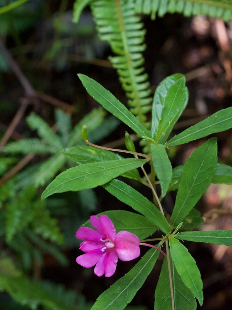Impatiens firmula photo 7