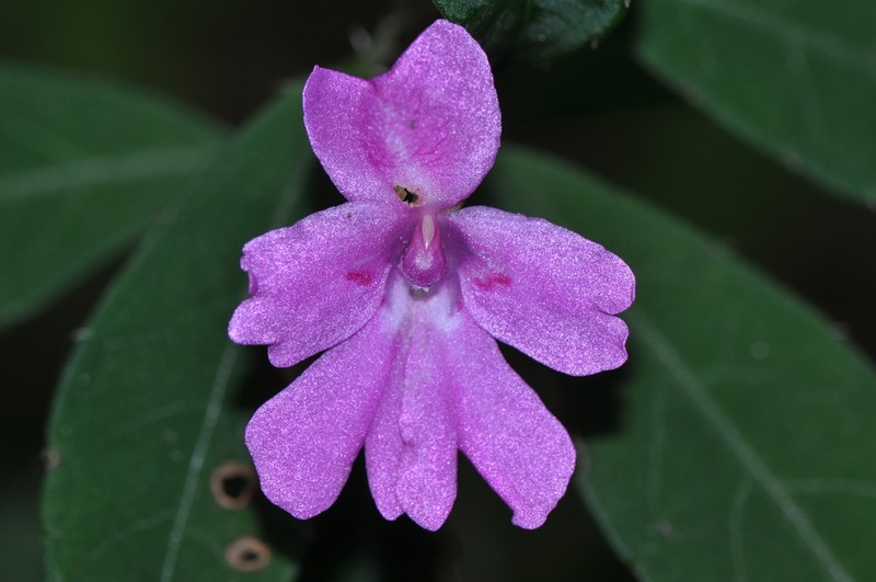 Impatiens firmula photo 8