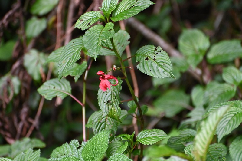 Impatiens fischeri
